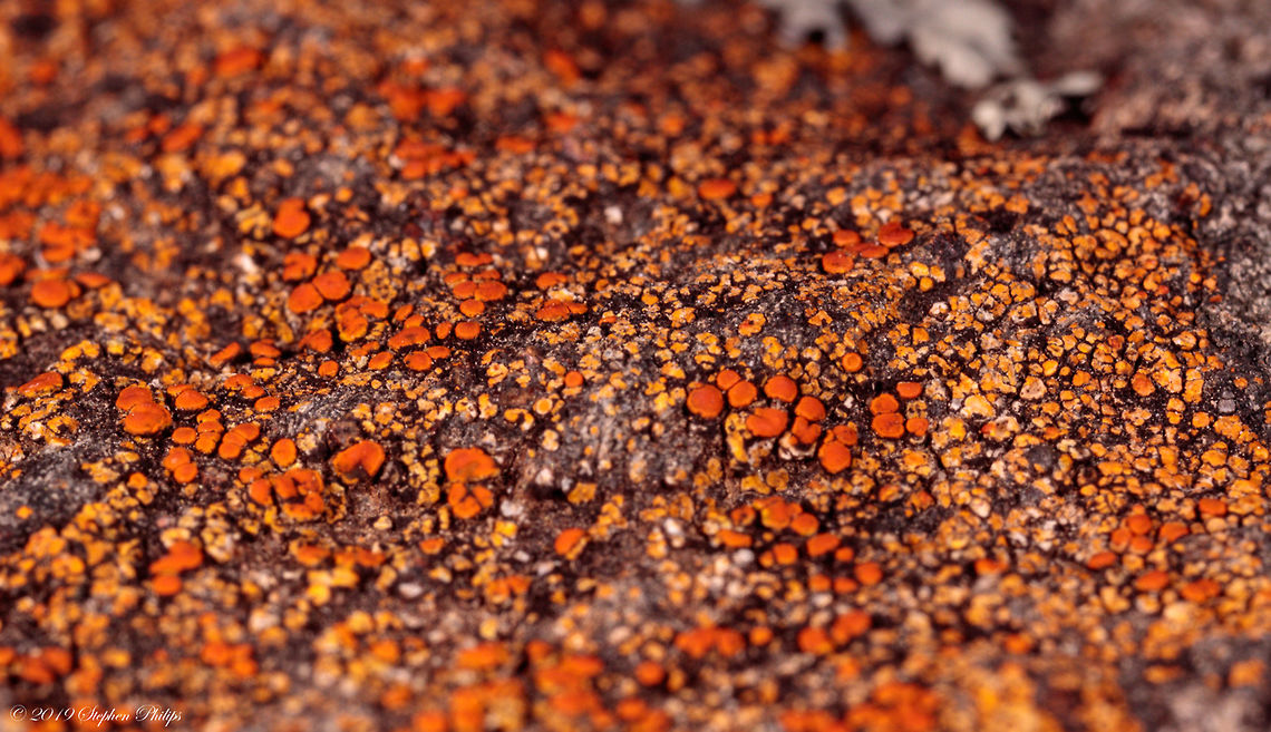 Beautiful Orange Lichen I unfortunately only had a dedicated macro lens on when I took this image. DOF is horrible but still a beautiful display of lichen. Caloplaca ignea,Geotagged,United States
