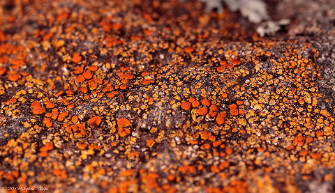 Beautiful Orange Lichen I unfortunately only had a dedicated macro lens on when I took this image. DOF is horrible but still a beautiful display of lichen. Caloplaca ignea,Geotagged,United States
