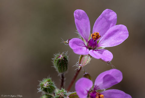 Invasive Species It is native to the Mediterranean Basin and was introduced to North America in the eighteenth century, where it has since become invasive, particularly of the deserts and arid grasslands of the southwestern United States.
 Common stork's-bill,Erodium cicutarium,Geotagged,United States