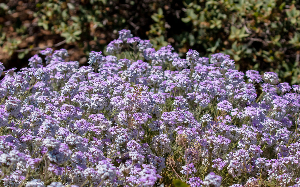 Life in the Desert Several areas around the arid arizona desert had significant rain this winter bringing in a bloom that has not been seen in this area for decades. Glandularia gooddingii,Southwestern mock vervain
