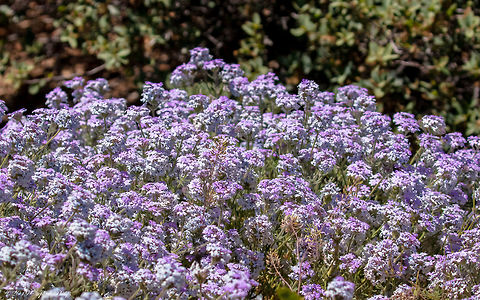 Life in the Desert Several areas around the arid arizona desert had significant rain this winter bringing in a bloom that has not been seen in this area for decades. Glandularia gooddingii,Southwestern mock vervain