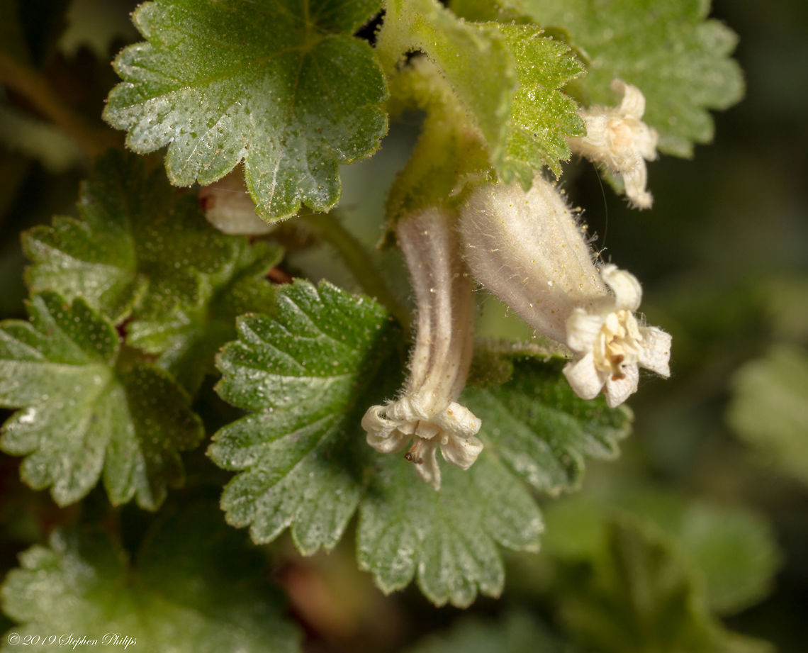 wildflowers_show_low-4  Geotagged,United States