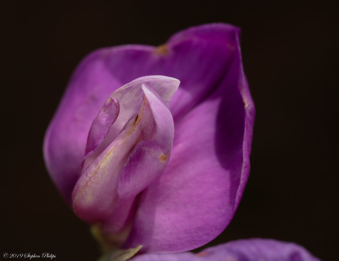 "Longleaf" Cologania angustifolia <a href="https://www.inaturalist.org/taxa/160792-Cologania-angustifolia" rel="nofollow">https://www.inaturalist.org/taxa/160792-Cologania-angustifolia</a> Cologania angustifolia,Geotagged,Longleaf Cologania,United States