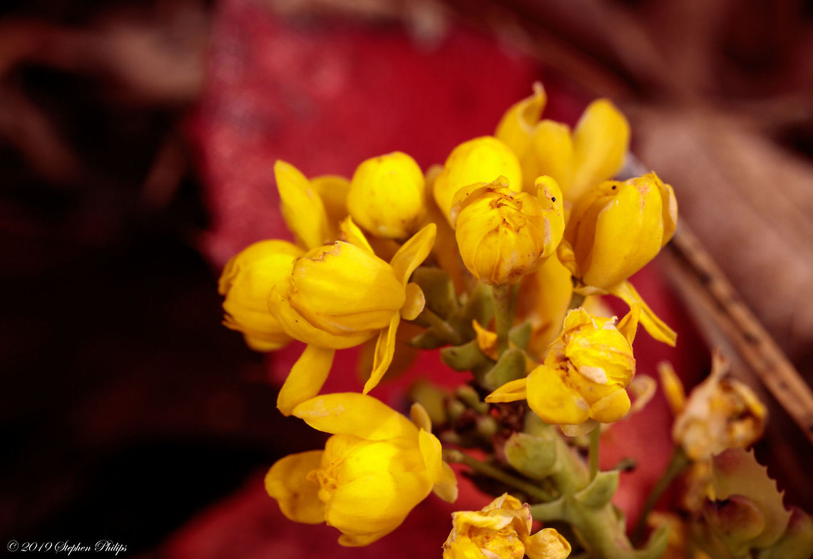 Sunshine on the Desert Floor Seeing these for the first time agains bright red leaves under ponderosa pine trees made me feel like I was high up in the Rocky Mountains in spring. Creeping mahonia,Mahonia repens