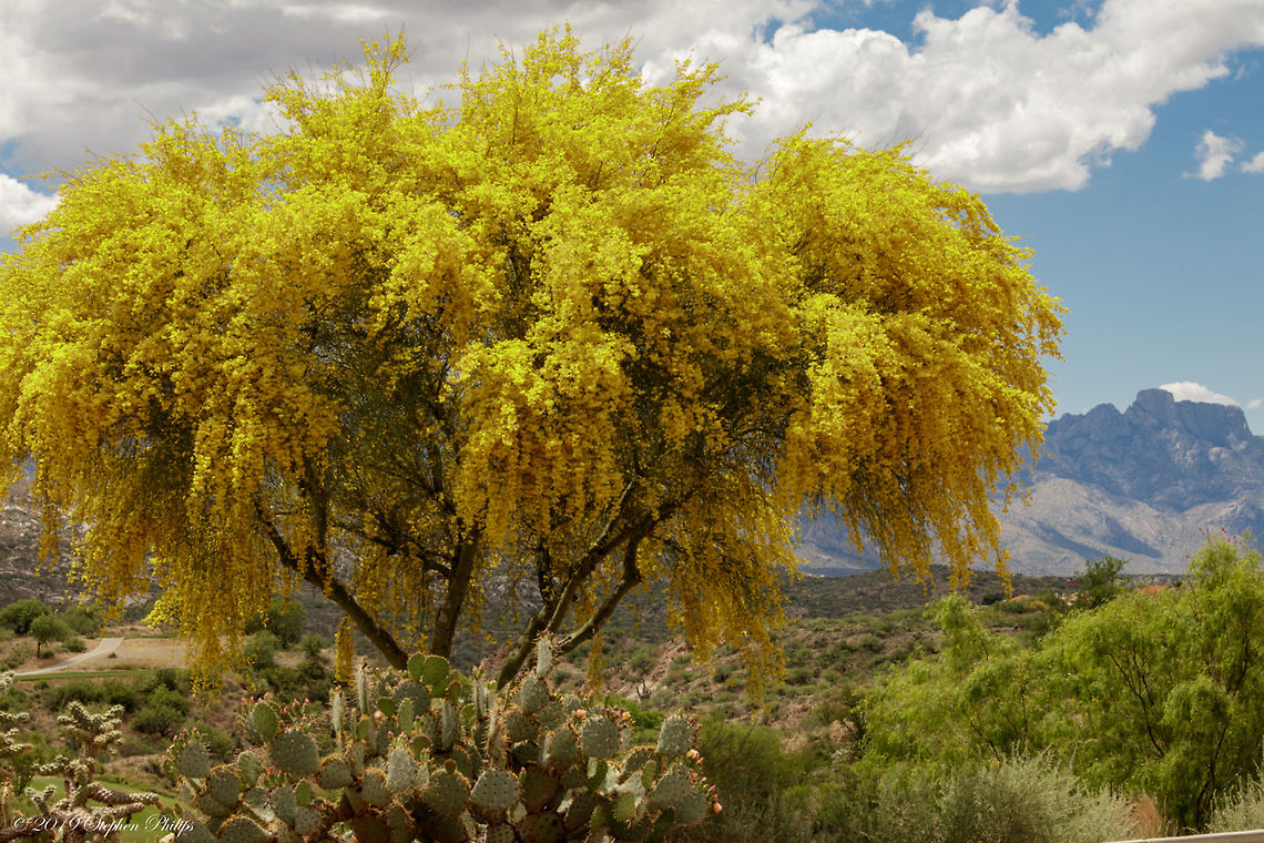 Huge Bloom While Palo's bloom yearly, the winter rains and mild temps this spring were like steroids on some of the blooms. This tree stands approximately 10 meters Geotagged,Parkinsonia aculeata,United States