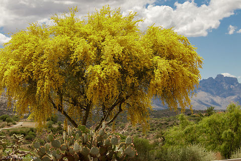 Huge Bloom While Palo's bloom yearly, the winter rains and mild temps this spring were like steroids on some of the blooms. This tree stands approximately 10 meters Geotagged,Parkinsonia aculeata,United States