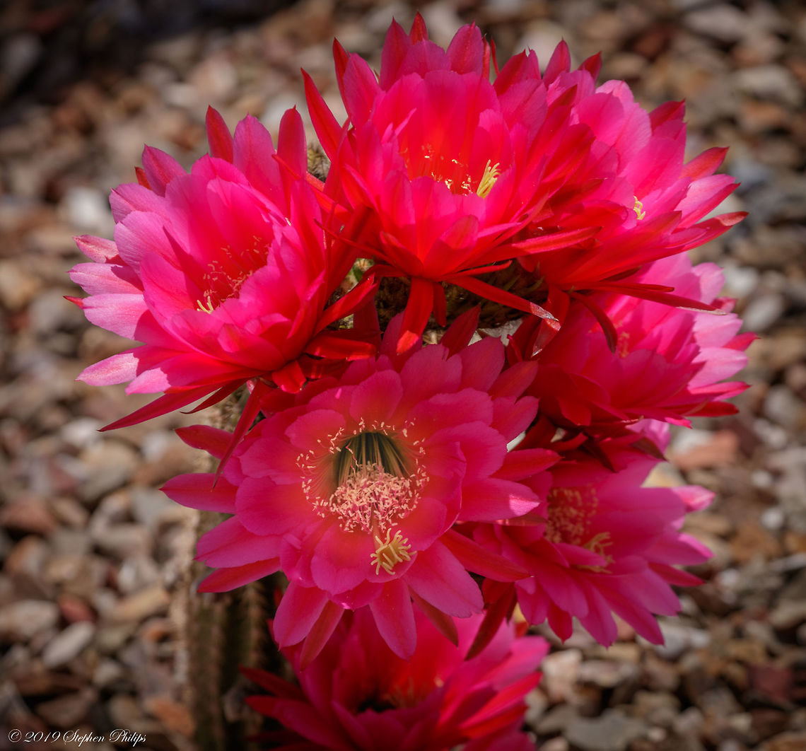 Bertha bloom Gorgeous bloom that flowers for just a day or two before giving up the fight. If pollenated large apple size fruit will follow that is eatable. I have personally made a custard desert out of the fruit many times.  Echinopsis huascha,Geotagged,Trichocereus grandiflorus,United States