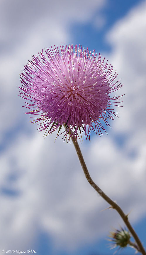 Thisle Lovely pink contrast against the cloudy sky, couldn't resist... Cirsium neomexicanum,Geotagged,New Mexico thistle,United States