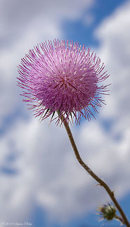 Thisle Lovely pink contrast against the cloudy sky, couldn't resist... Cirsium neomexicanum,Geotagged,New Mexico thistle,United States