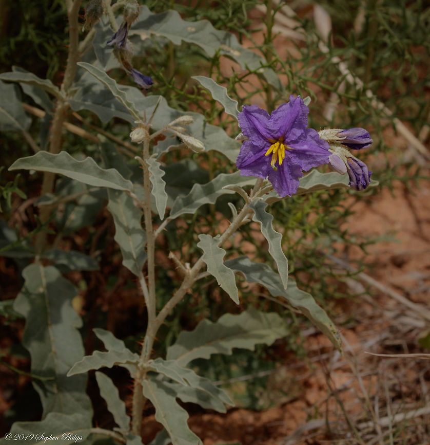Delicate paper-like  Geotagged,Silver-leaved Nightshade,Solanum elaeagnifolium,United States