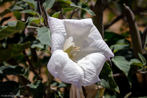 Beautiful White Yet Poisonous A hallucinogenic flower Datura wrightii,Geotagged,Sacred datura,United States