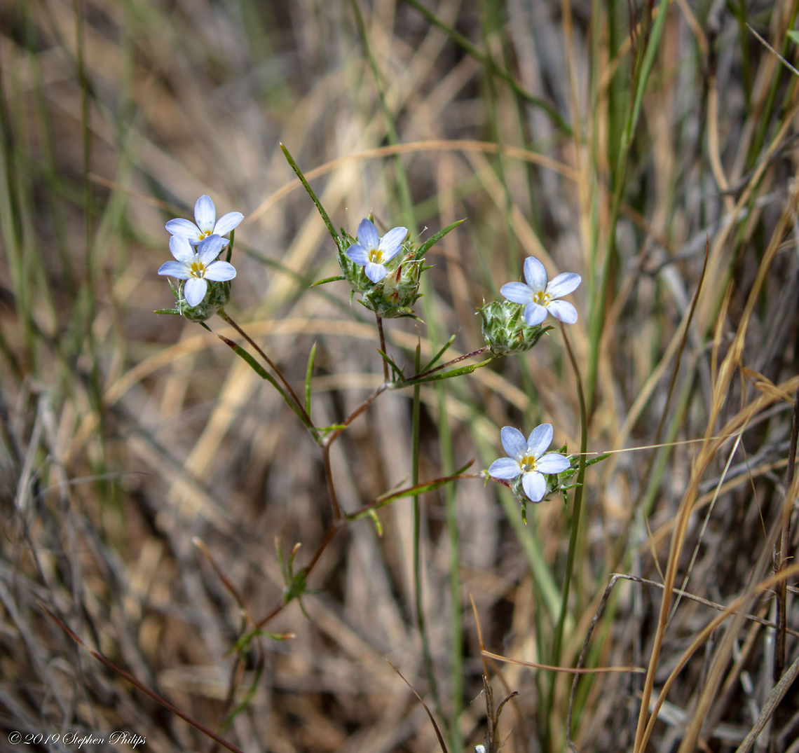 Blue Star So small I almost did not see them buried in the grasses Eriastrum diffusum,Geotagged,United States
