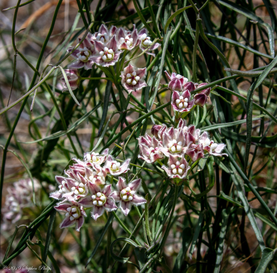 Starry Blooms the great 2019 bloom is still producing some new species of plants I had not seen over the past 7 years Fringed twinevine,Funastrum cynanchoides,Geotagged,United States