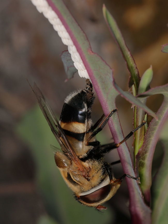 Bee-fly female laying eggs I spotted this female laying eggs while a few other males were hovering around as though they were waiting for her to be done or protecting her. Either way it was a pretty spectacular spot and capture.<br />
<br />
Different angle: <figure class="photo"><a href="https://www.jungledragon.com/image/79598/bee-fly_eggs_ii.html" title="Bee-fly eggs II"><img src="https://s3.amazonaws.com/media.jungledragon.com/images/2428/79598_thumb.JPG?AWSAccessKeyId=05GMT0V3GWVNE7GGM1R2&Expires=1759968010&Signature=XIy94TSEhMjNETFct5wU661tGhU%3D" width="102" height="152" alt="Bee-fly eggs II A different angle Geotagged,Palpada pusilla,Spring,United States" /></a></figure> Geotagged,Palpada pusilla,Spring,United States