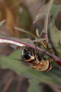 Bee-fly eggs II A different angle Geotagged,Palpada pusilla,Spring,United States