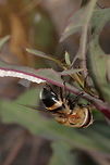 Bee-fly eggs II A different angle Geotagged,Palpada pusilla,Spring,United States