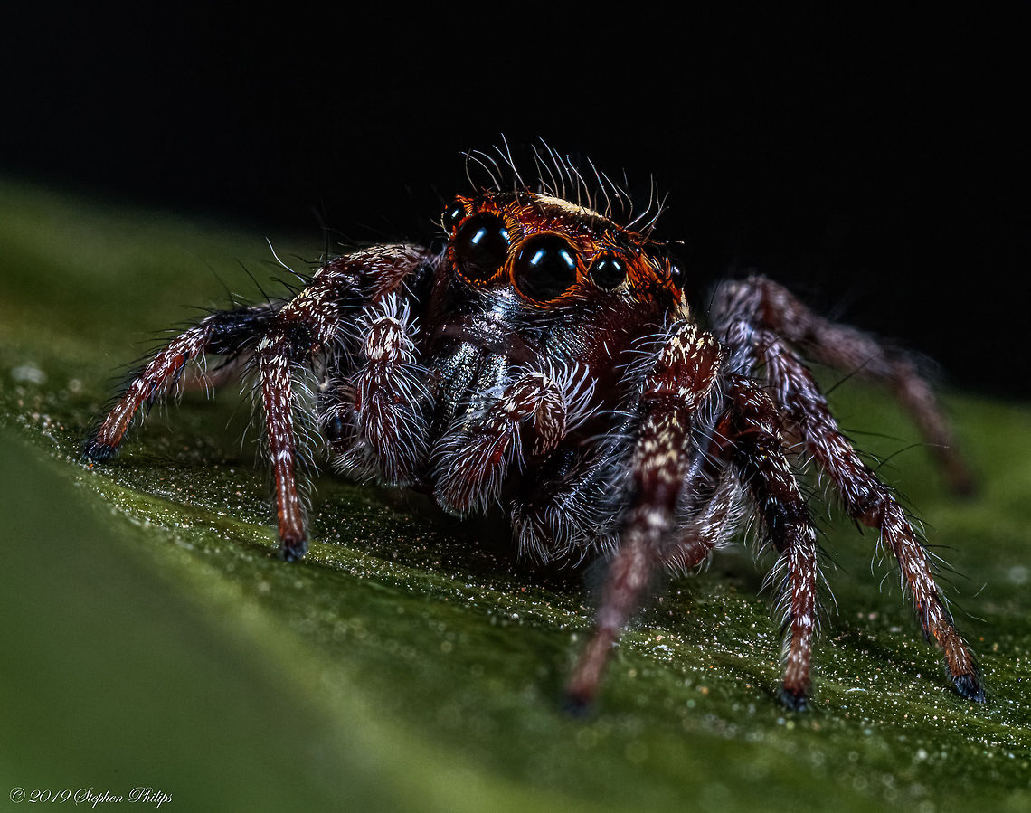 On fire for Jumpers For ID purposes:<br />
<br />
<a href="https://bugguide.net/node/view/79967" rel="nofollow">https://bugguide.net/node/view/79967</a> Colonus hesperus,Geotagged,United States