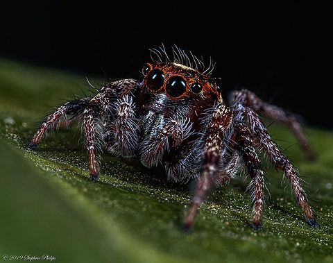On fire for Jumpers For ID purposes:
https://bugguide.net/node/view/79967 Colonus hesperus,Geotagged,United States