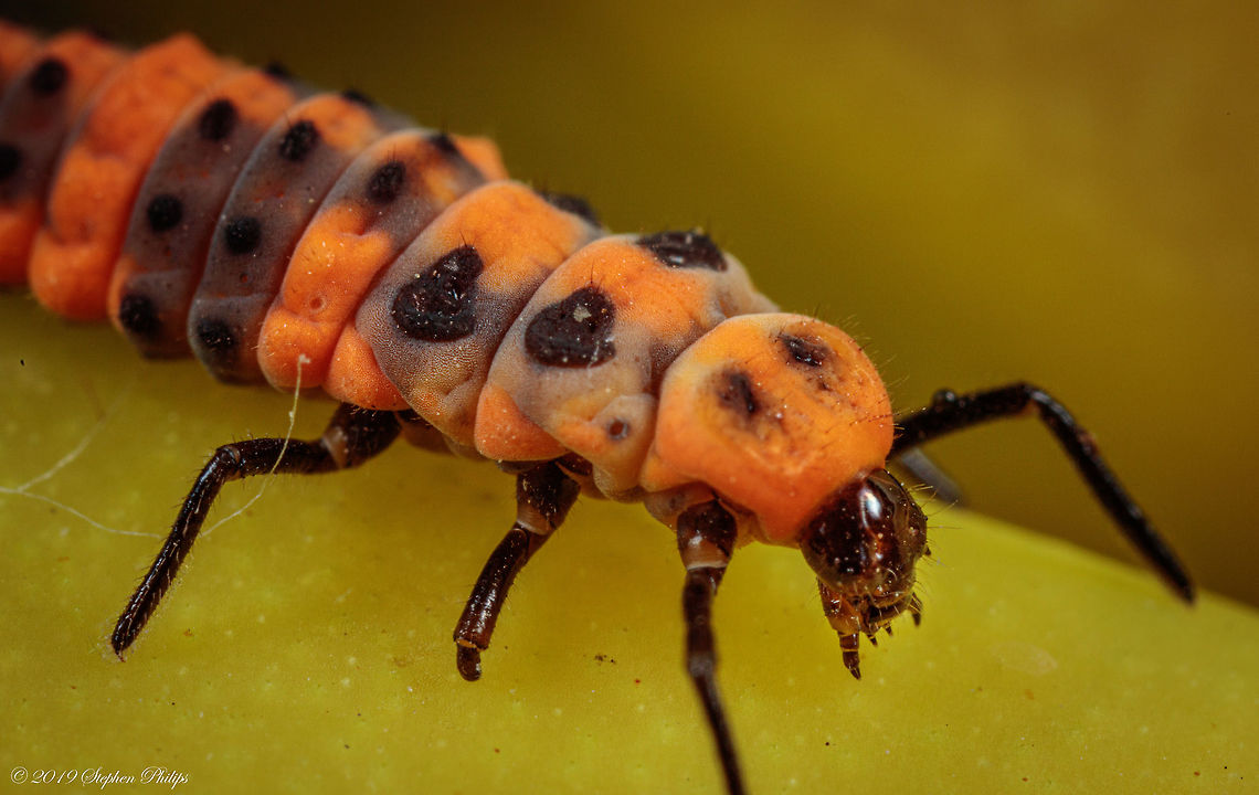 Lady Beetle Larva Such and amazing transformation from this less attractive larva to the fully formed spotted ladybird. I spotted these on a yucca stock infested with aphids. Coleomegilla maculata,Geotagged,Spotted Ladybird,United States