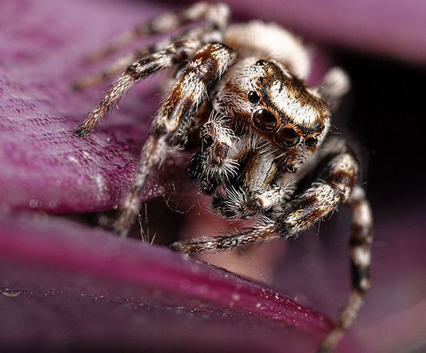 Female Paraphidippus aurantius The other image of the aurantius is a male. Not sure of the age of this one. Geotagged,Paraphidippus aurantius,United States