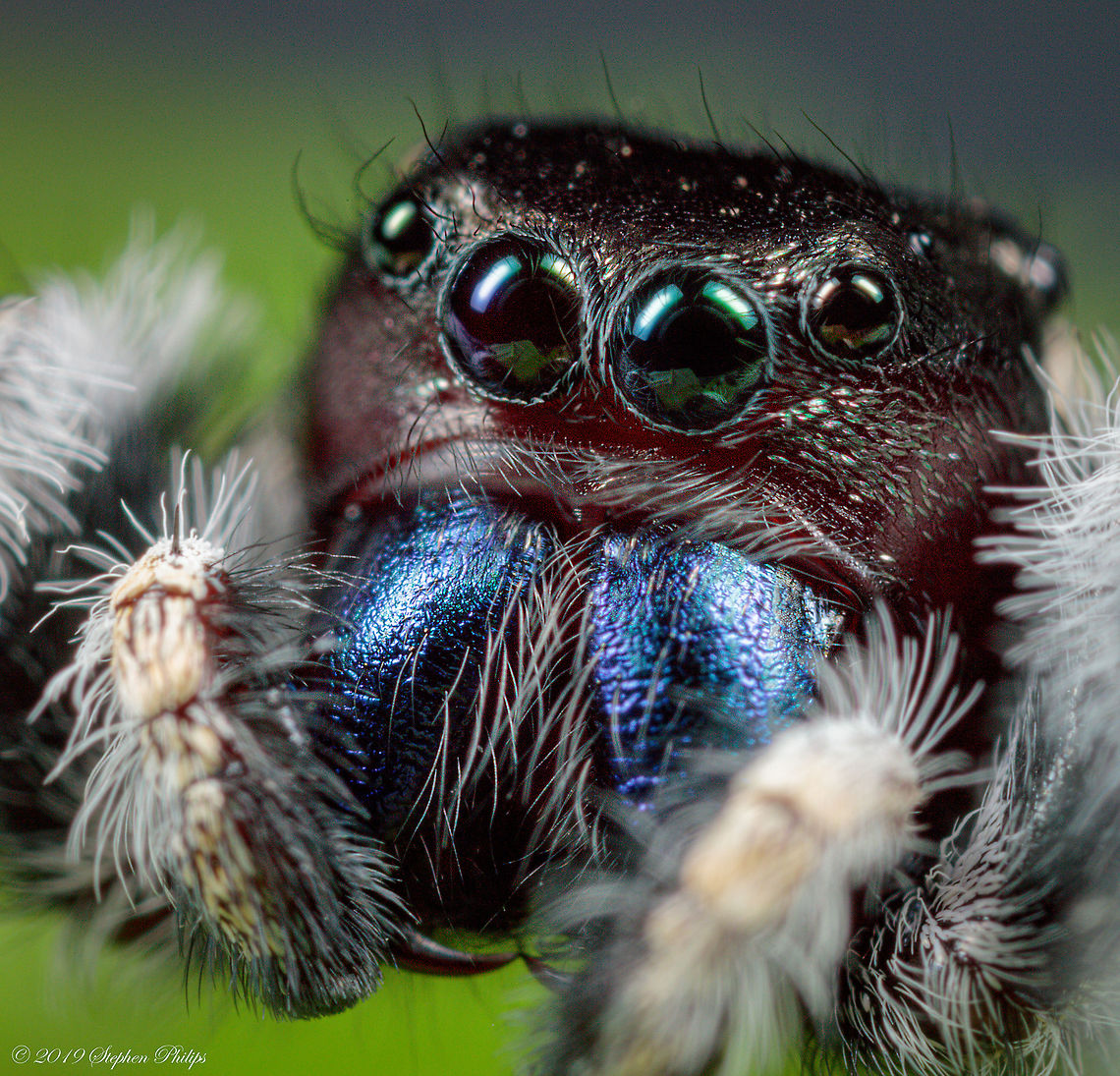 Phidippus Audax with fangs The average size of adults ranges from roughly 13&ndash;20 millimetres in length. They are typically black with a pattern of spots and striped on their abdomen and legs. Often these spots are orange-tinted in juveniles, turning white as the spider matures. Daring jumping spider,Geotagged,Paraphidippus aurantius,Phidippus audax,United States