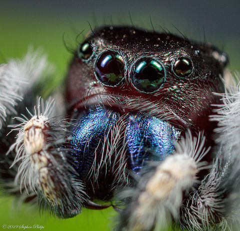 Phidippus Audax with fangs The average size of adults ranges from roughly 13–20 millimetres in length. They are typically black with a pattern of spots and striped on their abdomen and legs. Often these spots are orange-tinted in juveniles, turning white as the spider matures. Daring jumping spider,Geotagged,Paraphidippus aurantius,Phidippus audax,United States
