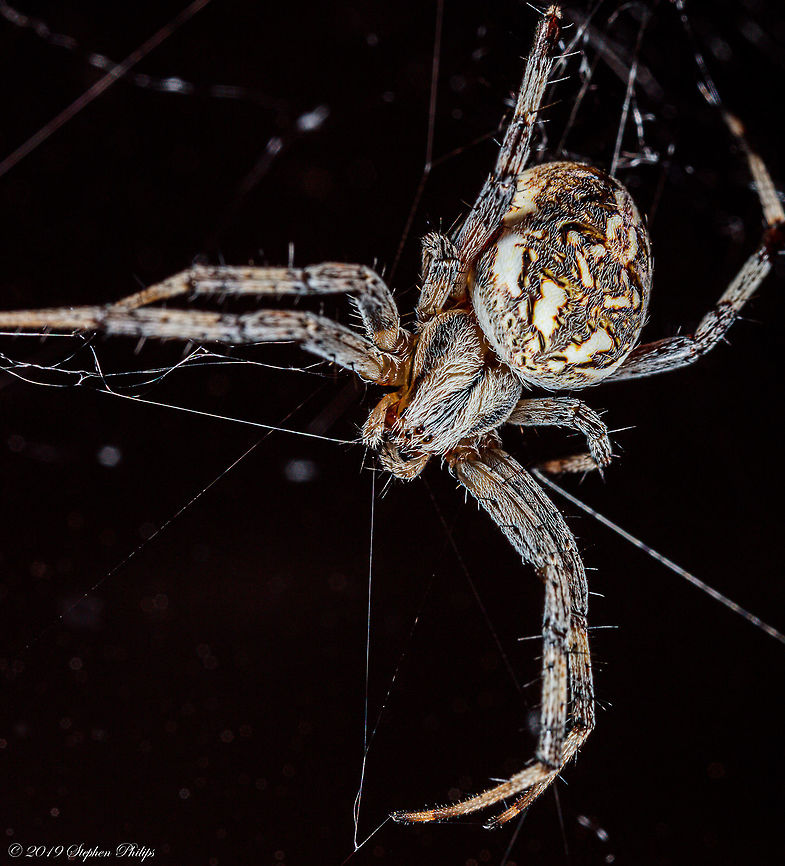 Orb Weaver I had to lure this guy out of his daytime hiding place several times before it would stay still long enough to capture this image. Handheld @ 1:1 Geotagged,Neoscona oaxacensis,United States