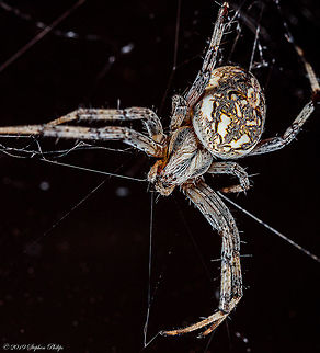 Western Spotted Orbweaver