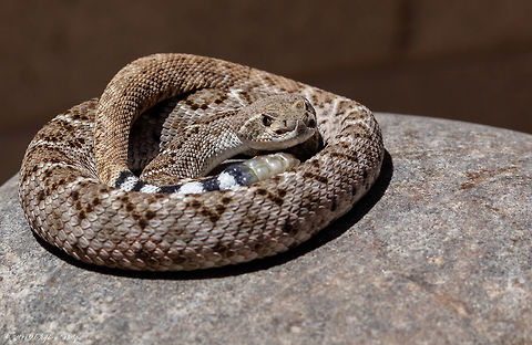 Juvenile Western Diamondback Juvenile rattlers can be as dangerous or even more so than an adult as they do not have as much control over the amount of venom they inject per bite.

Headshot...
https://www.jungledragon.com/image/81361/diamond_back_macro-1.html Crotalus atrox,Geotagged,United States,Western diamondback rattlesnake