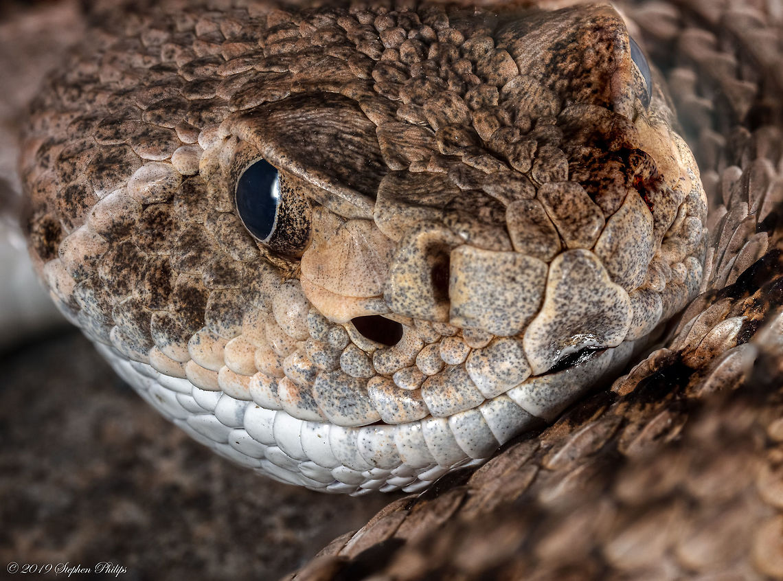 Western Diamondback headshot! Same juvenile as previously posted...<br />
<figure class="photo"><a href="https://www.jungledragon.com/image/81360/juvenile_western_diamondback.html" title="Juvenile Western Diamondback"><img src="https://s3.amazonaws.com/media.jungledragon.com/images/2428/81360_thumb.jpg?AWSAccessKeyId=05GMT0V3GWVNE7GGM1R2&Expires=1759968010&Signature=PSI9FOT%2FQvFS7Ed6MS4CtoGoOjg%3D" width="200" height="130" alt="Juvenile Western Diamondback Juvenile rattlers can be as dangerous or even more so than an adult as they do not have as much control over the amount of venom they inject per bite.<br />
<br />
Headshot...<br />
https://www.jungledragon.com/image/81361/diamond_back_macro-1.html Crotalus atrox,Geotagged,United States,Western diamondback rattlesnake" /></a></figure> Crotalus atrox,Geotagged,United States,Western diamondback rattlesnake