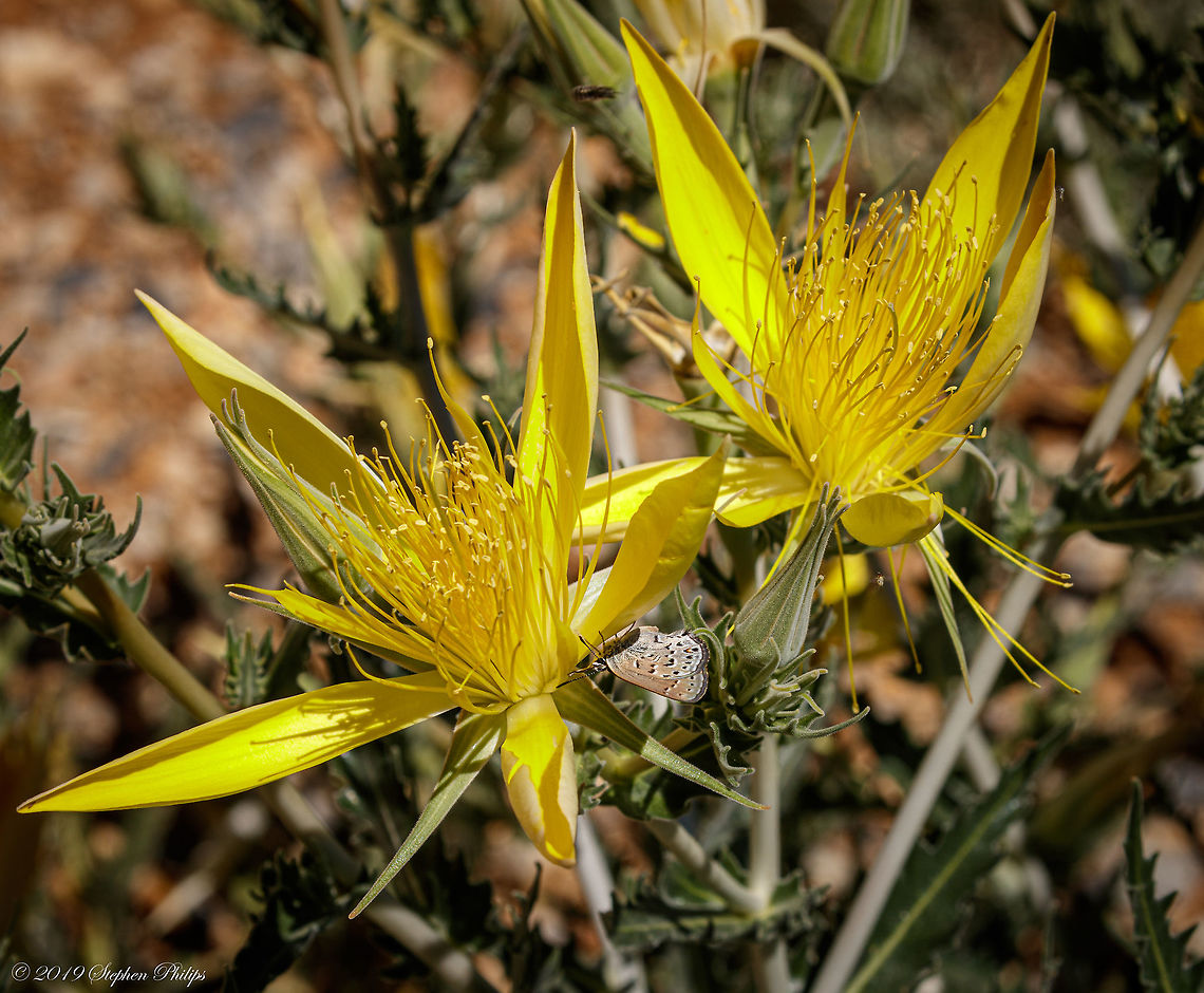 Blazingstar Late bloom in the Sierra Nevada mountains Geotagged,Mentzelia laevicaulis,United States