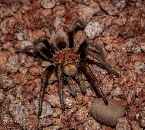 Arizona Blonde night shot I found this beauty in the dark of night. Luckily I was able to use a flash and get a decent focus on her. Her abdomen looks a bit empty so I am sure she was out for a good hunt. Aphonopelma chalcodes,Desert blond tarantula,Geotagged,United States