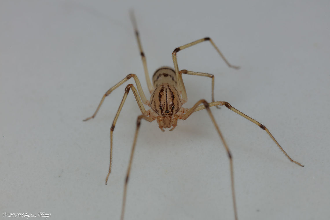 Scytodes lugubris Tiny spider and much more translucent than the picture represents. Zoom into the head and see a perfect human like face.<br />
<br />
Body shot: <figure class="photo"><a href="https://www.jungledragon.com/image/83267/scytodes_lugubris_ii.html" title="Scytodes lugubris ii"><img src="https://s3.amazonaws.com/media.jungledragon.com/images/2428/83267_thumb.jpg?AWSAccessKeyId=05GMT0V3GWVNE7GGM1R2&Expires=1770854410&Signature=43alFE%2BHBOs%2FVJ%2BbmYzzFXj3PPc%3D" width="200" height="134" alt="Scytodes lugubris ii Top down for coloring and pattern which is interestingly meant for confusing would be predators Geotagged,Scytodes lugubris,United States" /></a></figure><br />
 Geotagged,Scytodes lugubris,United States