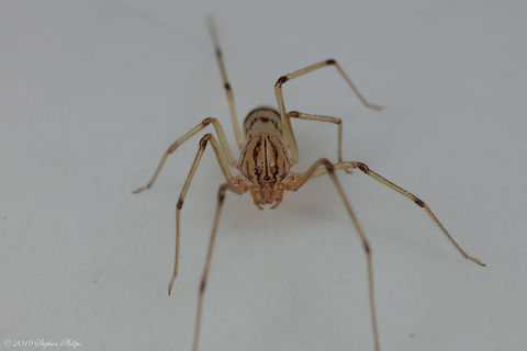 Scytodes lugubris Tiny spider and much more translucent than the picture represents. Zoom into the head and see a perfect human like face.

Body shot: https://www.jungledragon.com/image/83267/scytodes_lugubris_ii.html
 Geotagged,Scytodes lugubris,United States