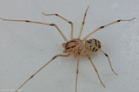 Scytodes lugubris ii Top down for coloring and pattern which is interestingly meant for confusing would be predators Geotagged,Scytodes lugubris,United States