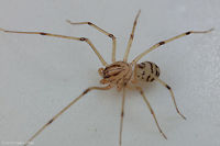 Scytodes lugubris ii Top down for coloring and pattern which is interestingly meant for confusing would be predators Geotagged,Scytodes lugubris,United States