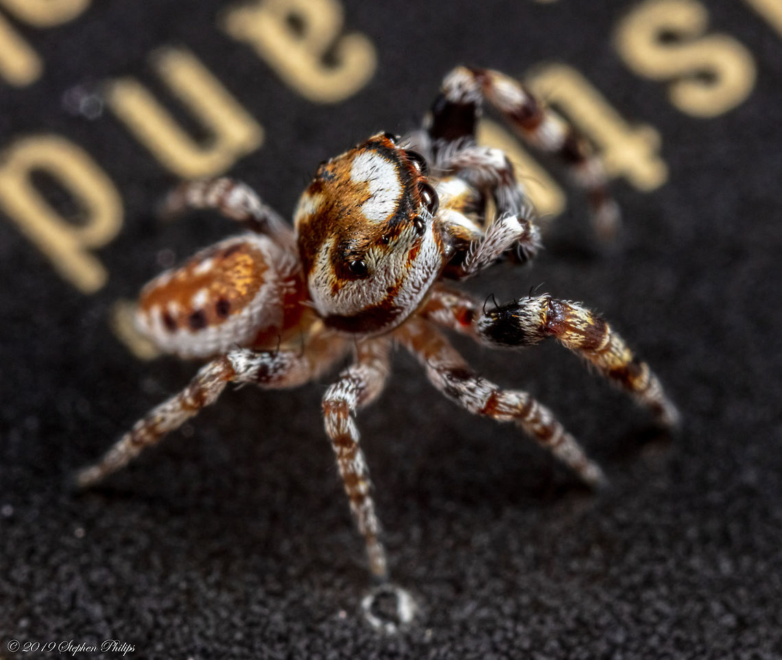 Tiger like jumper Still trying to identify specific species...<br />
<br />
Identified thanks to Ferdy!! Teamwork  Cosmophasis micarioides,Geotagged,Metaphidippus chera,United States