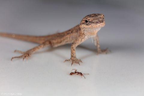 Southwest Fence Lizard "HATCHLING" This is days old hatchling next to a sugar ant for perspective. Geotagged,Sceloporus cowlesi,South Western Fence Lizard,United States