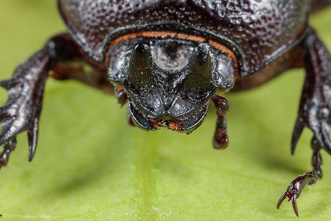 Ominous Headshot Rhinoceros Beetle Hemiphileurus illatus a two horned rhino!

full body shot: https://www.jungledragon.com/image/83323/full_body_shot_5_stacked_rhinoceros_beetle.html Geotagged,Hemiphileurus illatus,United States