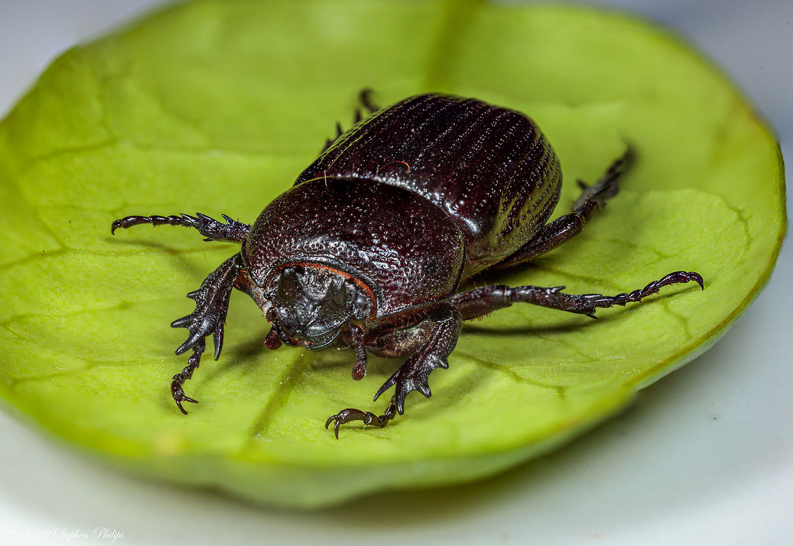 Full body shot 5 stacked (rhinoceros beetle) Beetle was playing dead for several minutes allowing some great macro shots<br />
<br />
Head shot:<br />
<br />
Under headshot: Geotagged,Hemiphileurus illatus,United States