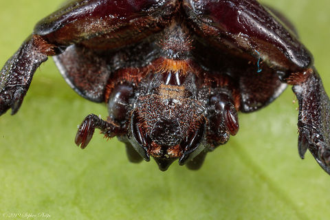Mouth area from under head full body shot: https://www.jungledragon.com/image/83323/full_body_shot_5_stacked_rhinoceros_beetle.html Geotagged,Hemiphileurus illatus,United States