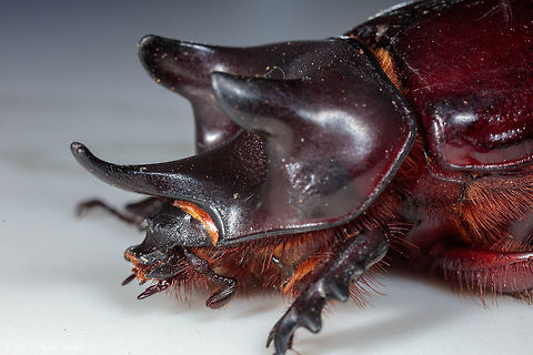 OX up close Ominous and intense looking beetle. Geotagged,Strategus aloeus,United States