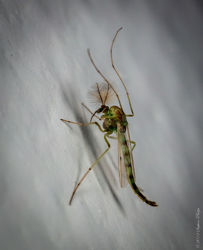 common midge springtime midge hatch in Arizona Chironomidae,Geotagged,United States