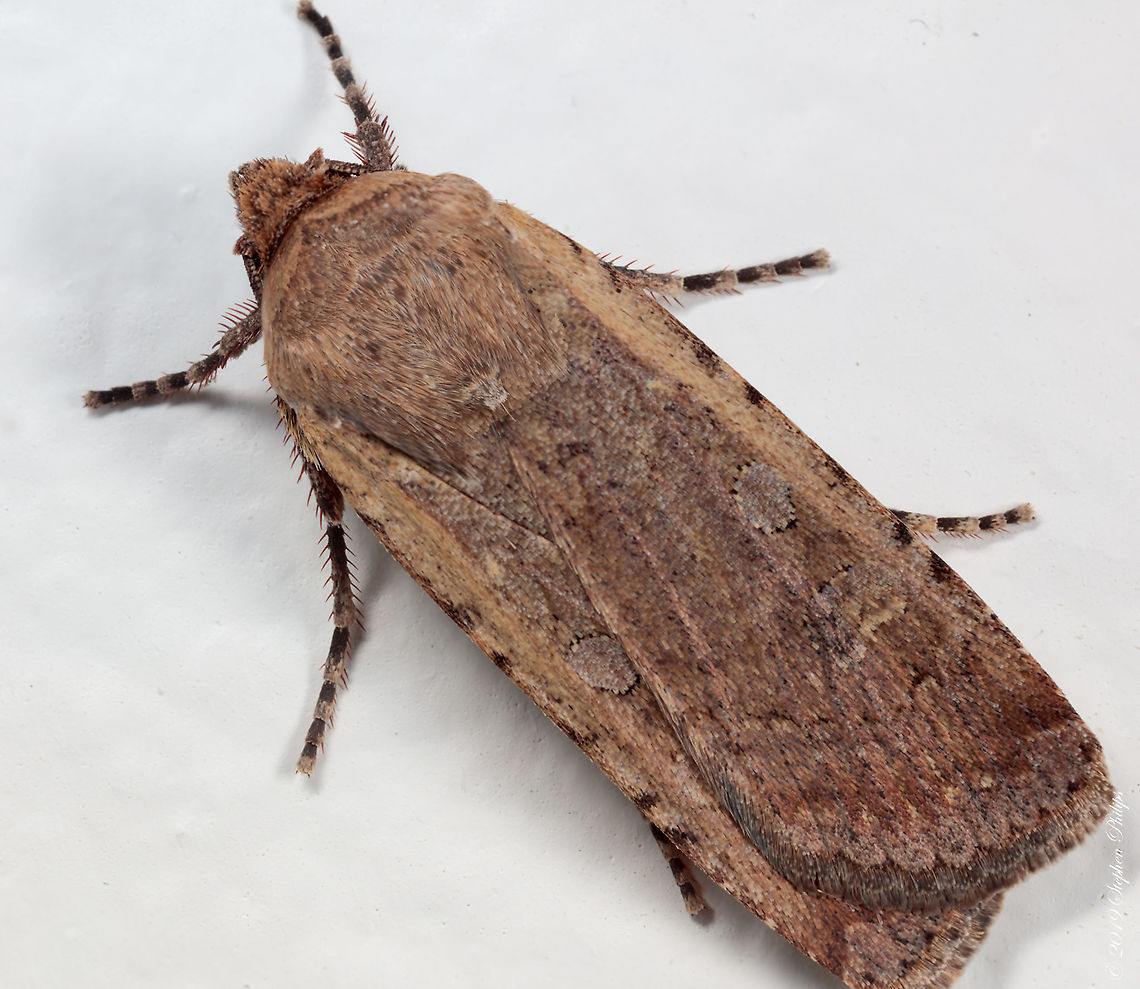 armyworm... Camping out in the kitchen... Beet armyworm,Geotagged,Spodoptera exigua,United States
