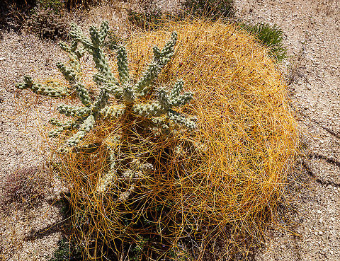 Dodder Dodder is a true obligate parasite: the host plant receives no benefit from the dodder and dodder must have a host plant to survive. Dodder appears leafless (it does have small scales) and lacks sufficient chlorophyll to produce any significant amount of its own food. It attaches to a host plant with small, root-like appendages called haustoria which allow it to extract carbohydrates, water, and nutrients. It is usually a golden color, but can also be tinged with red or purple. Cuscuta denticulata,Geotagged,United States