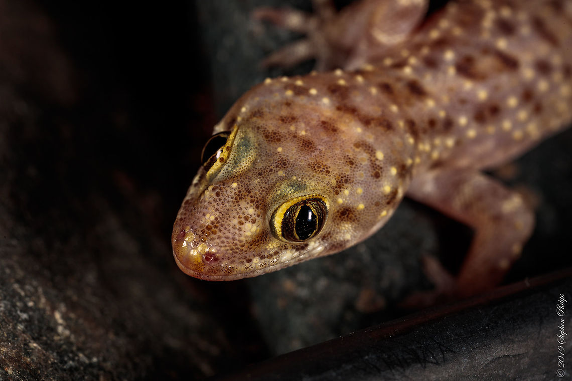 Mediterranean House gecko This little beauty was on my street in from of the house. I pulled him aside and it seemed very gracious to pose for a few pics, amazing little subject. Geotagged,Hemidactylus turcicus,Mediterranean house gecko,United States