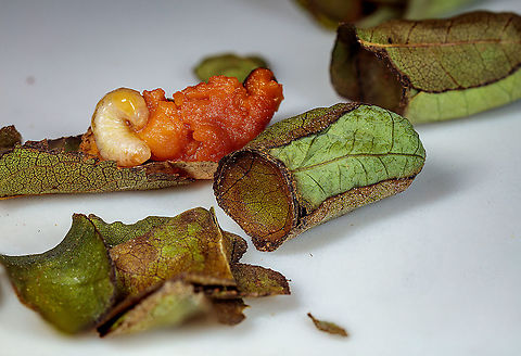 leafcutter_bee Leafcutting bees, as their name implies, use 0.25 to 0.5 inch circular pieces of leaves they neatly cut from plants to construct nests. They construct cigar-like nests that contain several cells. Each cell contains a ball or loaf of stored pollen and a single egg. Therefore, each cell will produce a single bee. Leafcutting bees construct these nests in soil, in holes (usually made by other insects) in wood, and in plant stems. A diversity of cavities, such as shells of dead snails, holes in concrete walls (like those produced for hurricane shutters) and other holes in man-made objects are used as nesting sites. Geotagged,Megachile coquilletti,United States