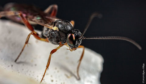 5x_macro-1 Not sure of species. Body length approximately 10mm Geotagged,United States