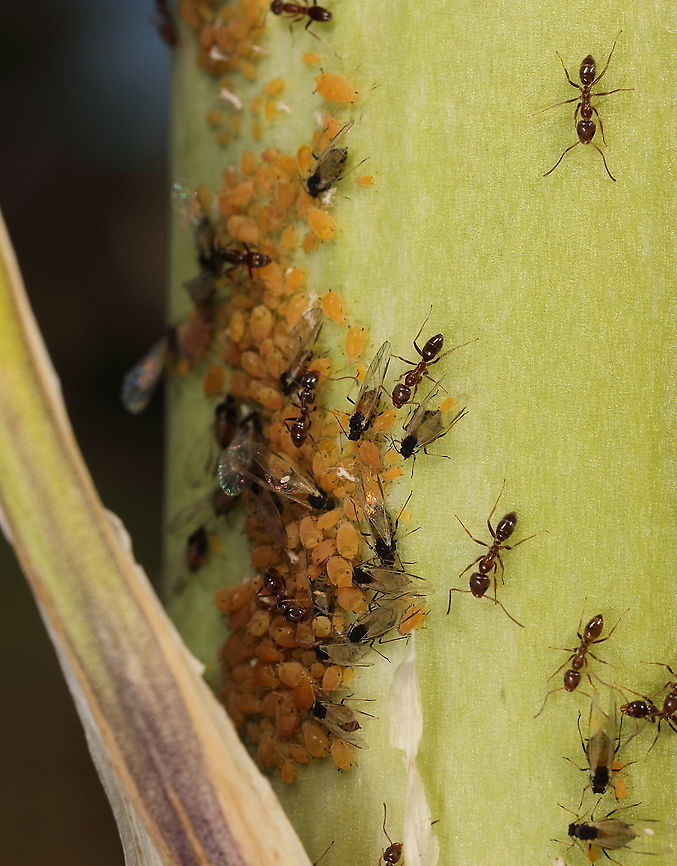 Ants vs Aphids Just an interesting image of ants and aphids vying for the same space and plant which is a yucca in bloom. Lots of sugars in this plant this time of year and a prime breeding area for aphids. Geotagged,Spring,United States