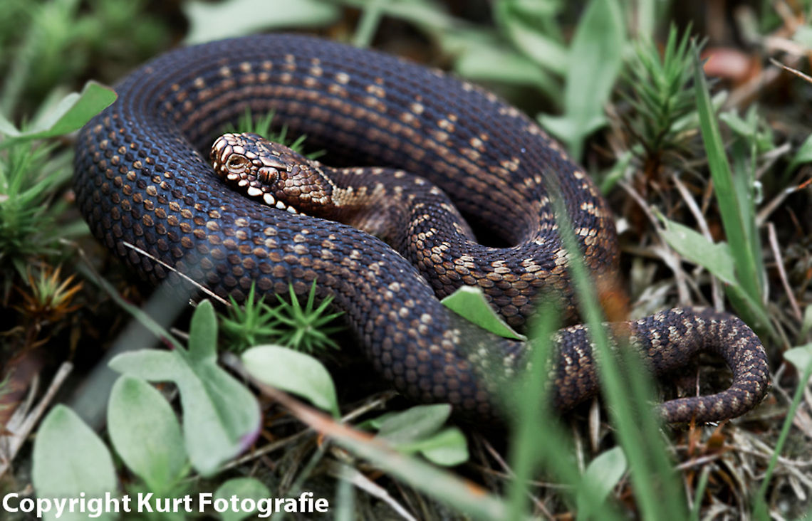 Small viper A small viper found in a small bush of heath at the Veluwe, photographed at macro distance (20cm), before it tried to attack. Vipera berus,Vipers,adder,veluwe